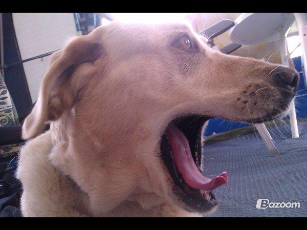 Labrador retriever Salli billede 12