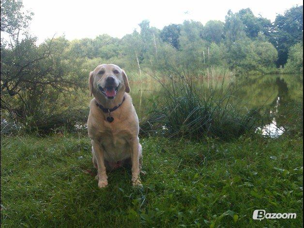 Labrador retriever Salli billede 13