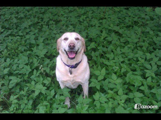 Labrador retriever Salli billede 14