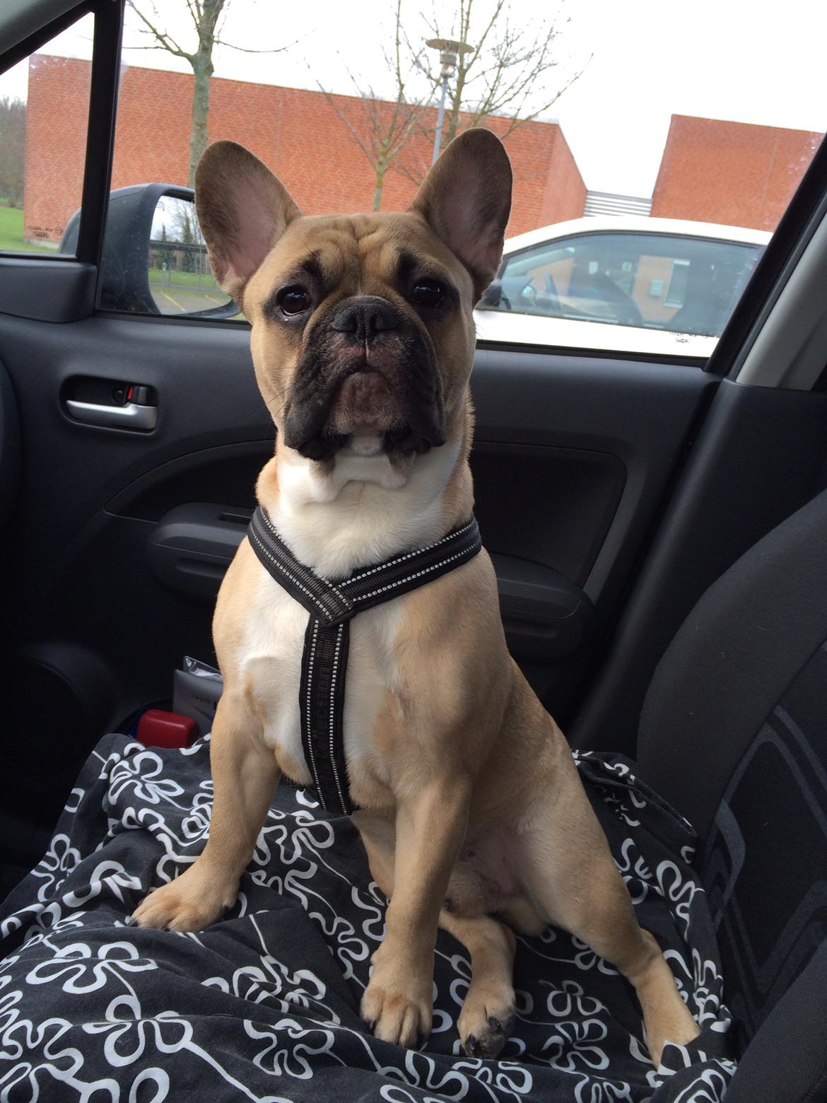 Fransk bulldog Joe billede 11