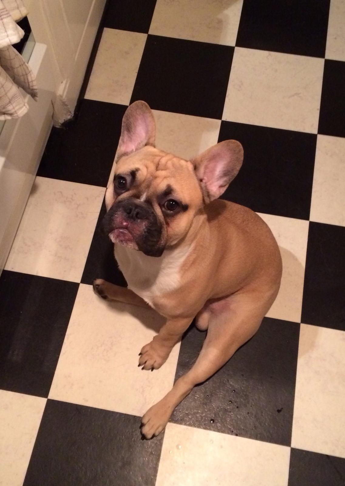 Fransk bulldog Joe billede 6