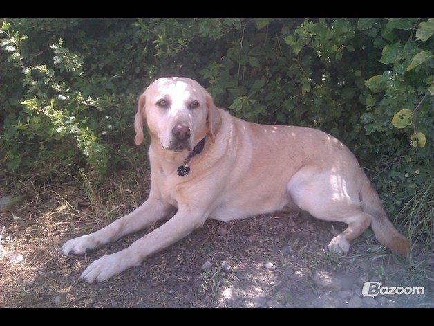 Labrador retriever Salli billede 15