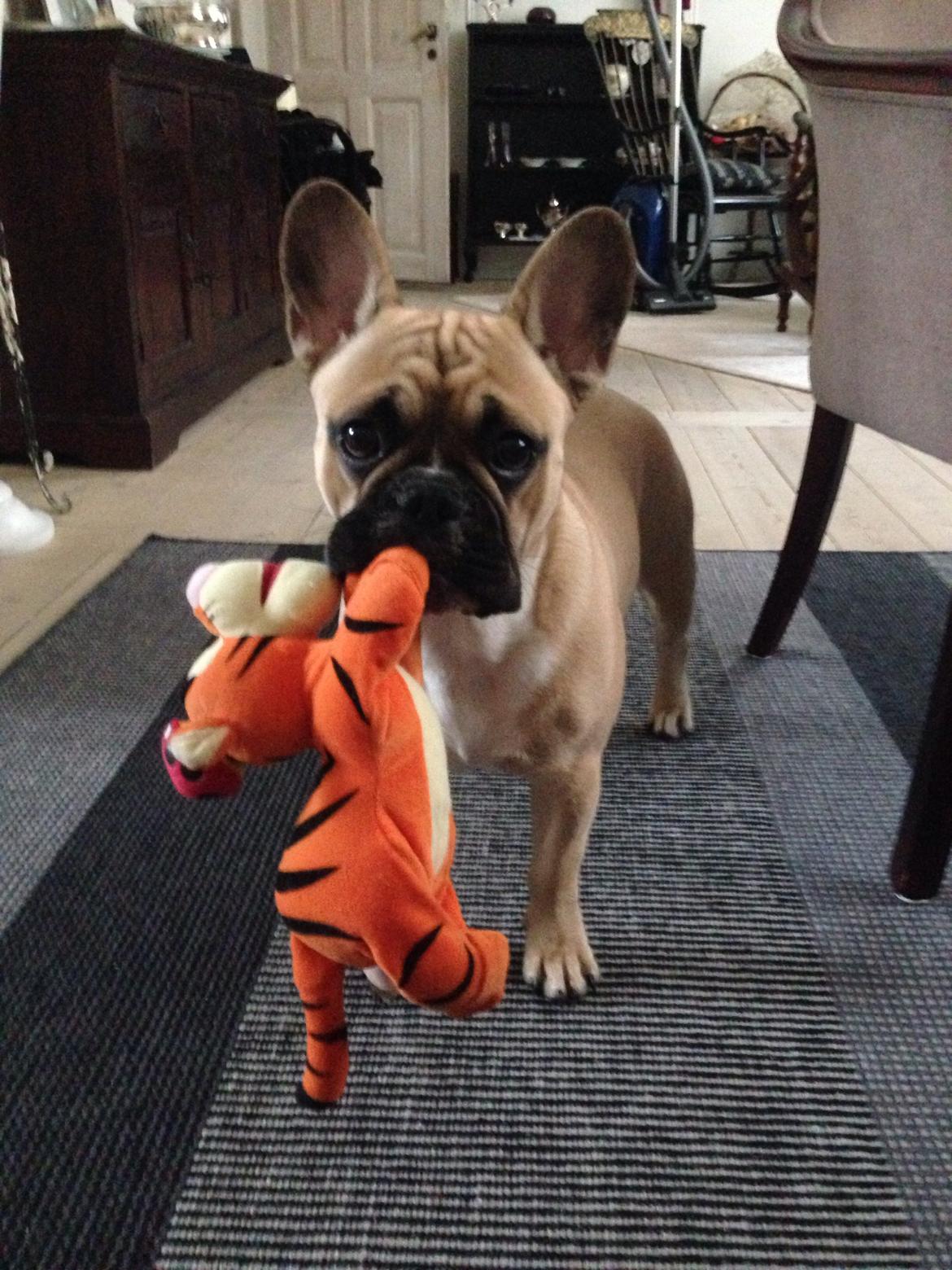 Fransk bulldog Joe billede 10