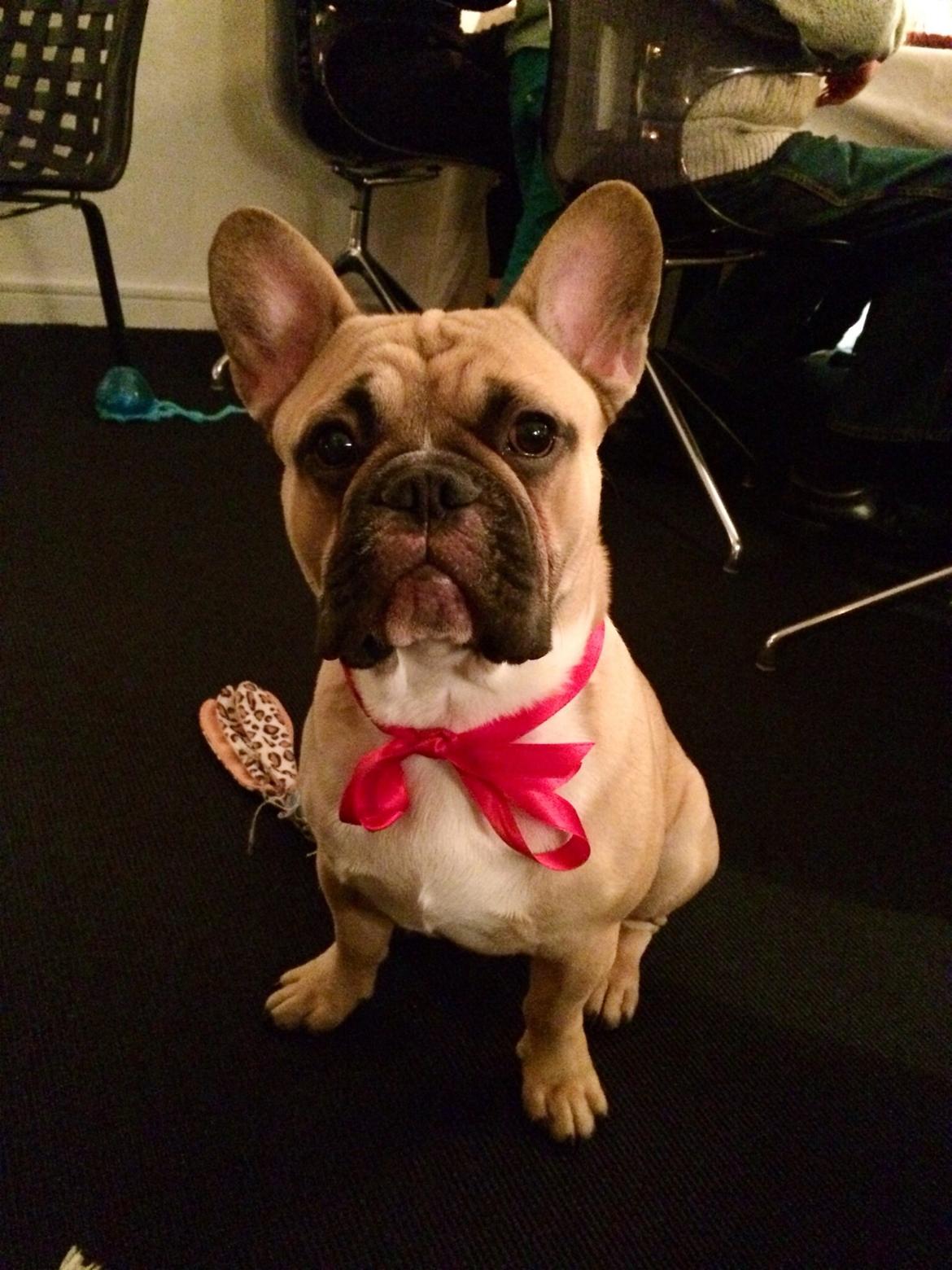 Fransk bulldog Joe - Min lille julegris :) billede 8