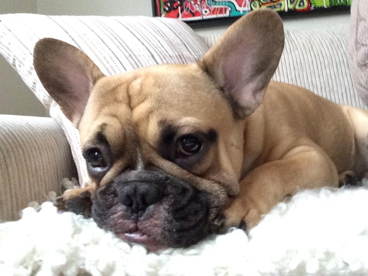 Fransk bulldog Joe billede 9