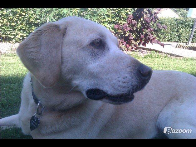 Labrador retriever Salli billede 16