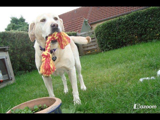 Labrador retriever Salli billede 7