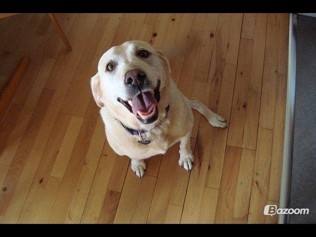 Labrador retriever Salli billede 17