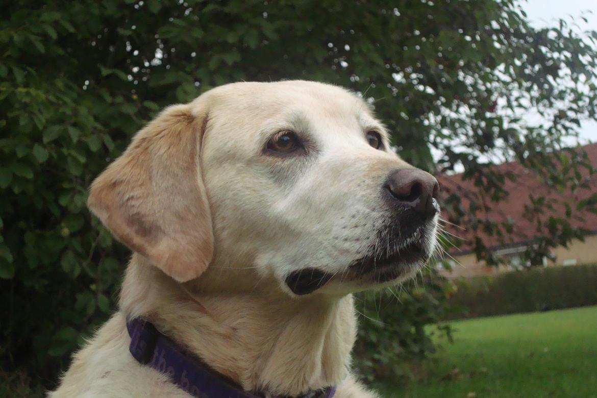 Labrador retriever Salli billede 6