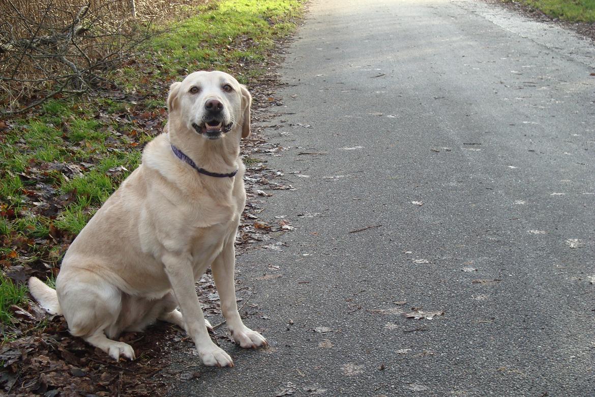 Labrador retriever Salli billede 11