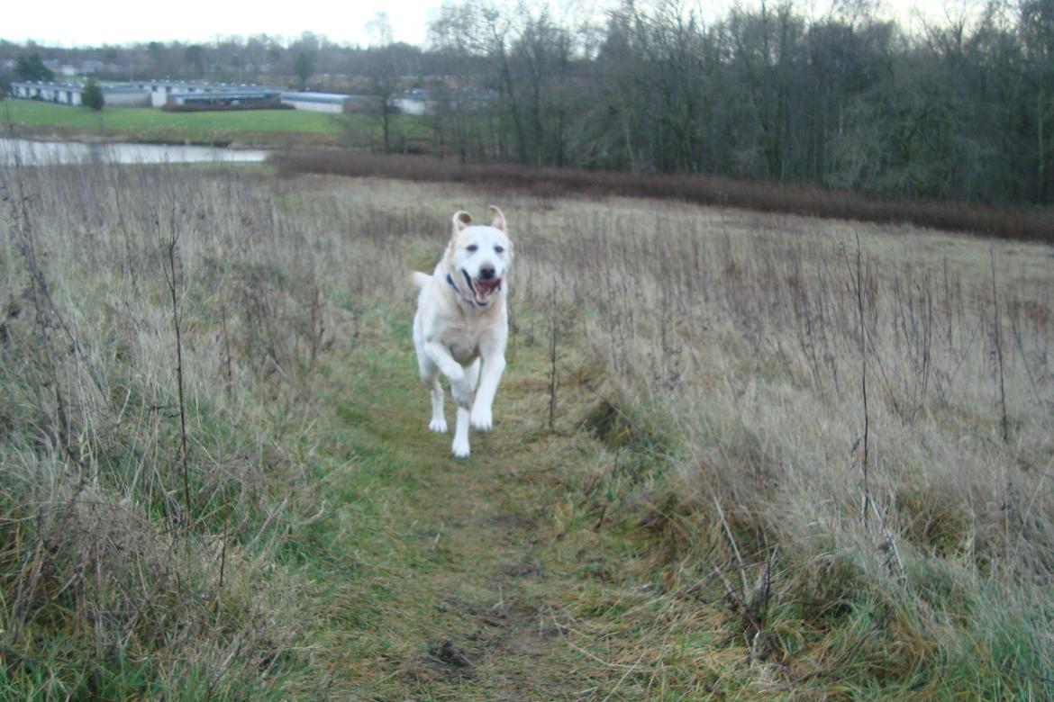 Labrador retriever Salli billede 10