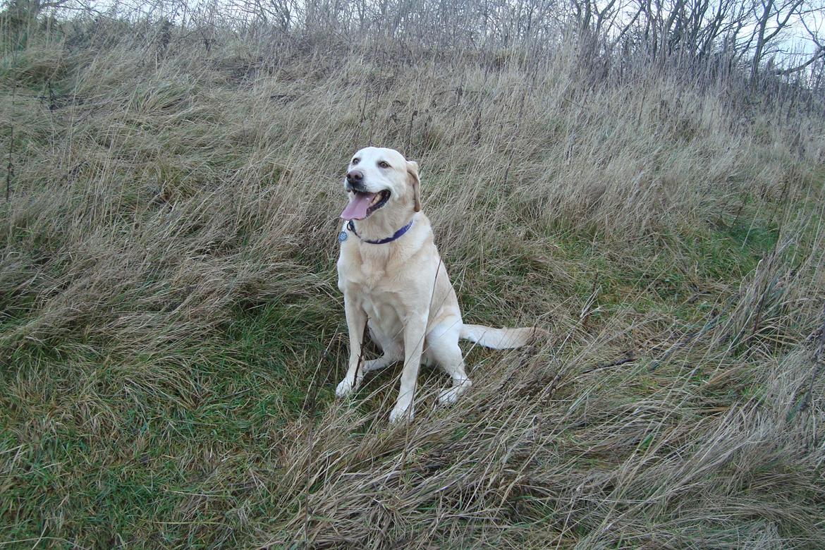 Labrador retriever Salli billede 8
