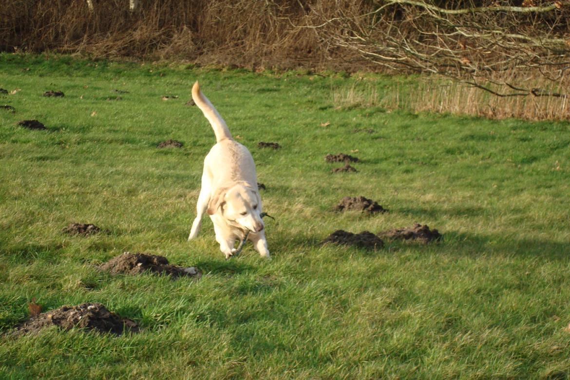 Labrador retriever Salli billede 9
