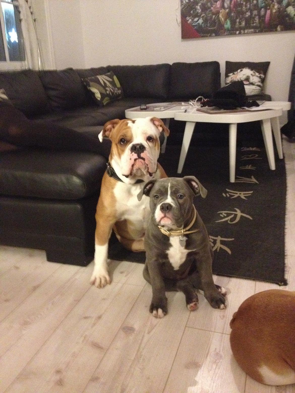 Olde english bulldogge GroovyBulls Marylin Monroe (Amiee) billede 9