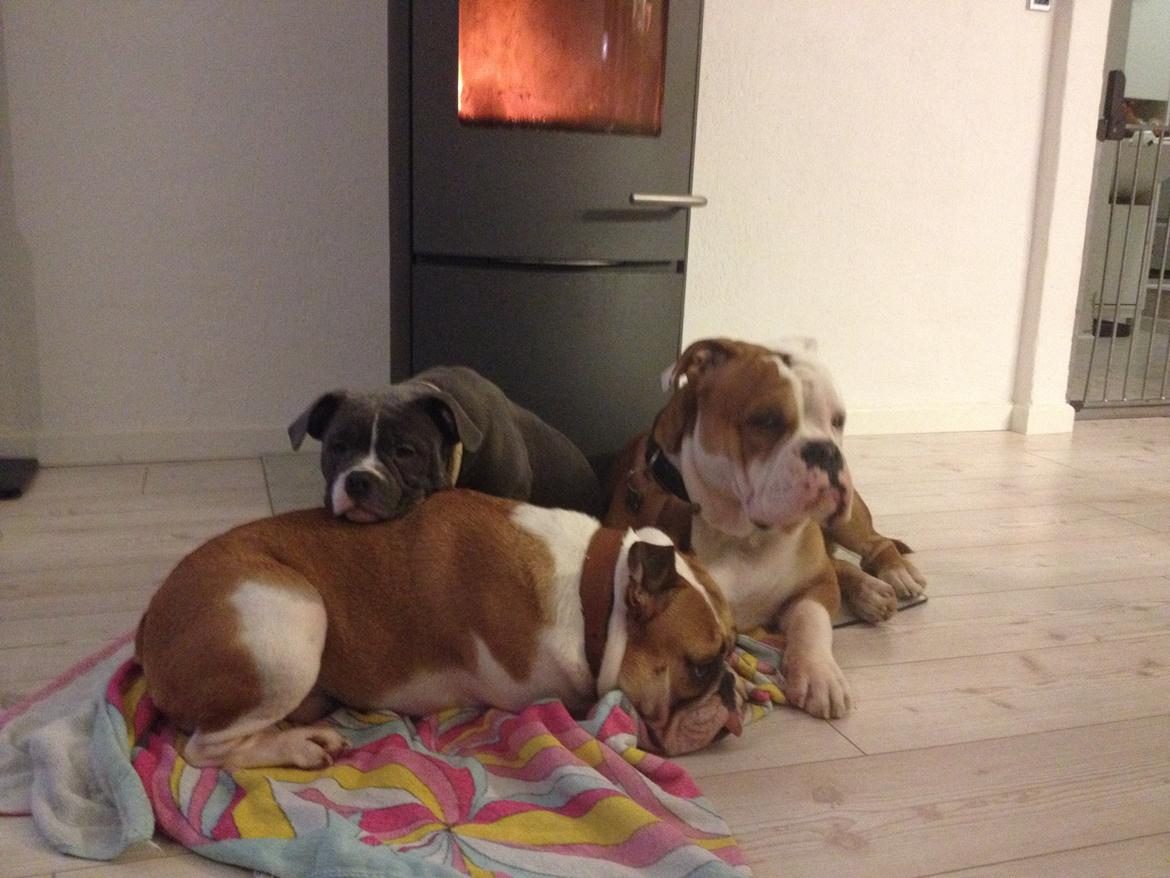 Olde english bulldogge GroovyBulls Marylin Monroe (Amiee) billede 10