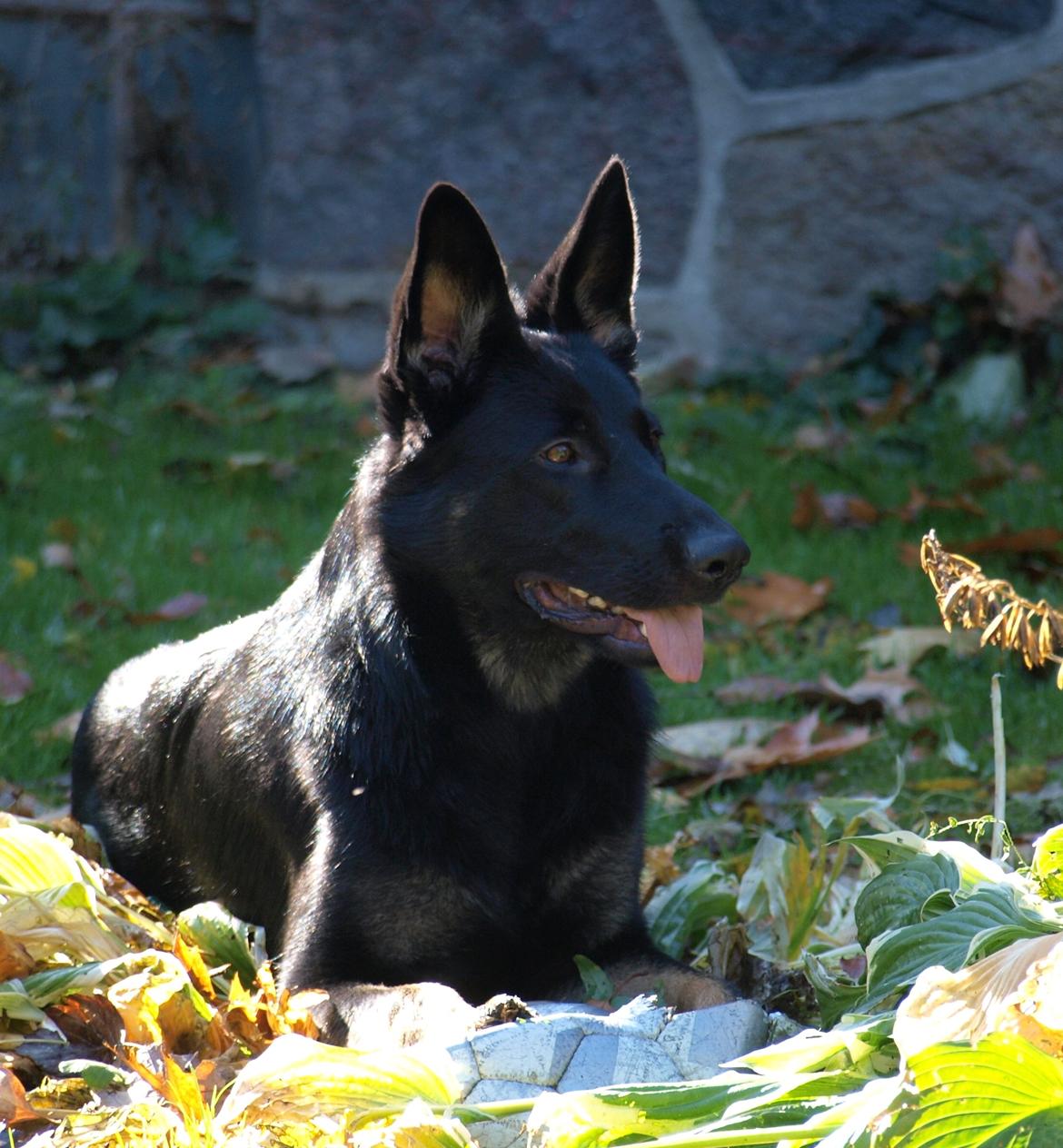 Schæferhund Rebus/Bailey billede 8