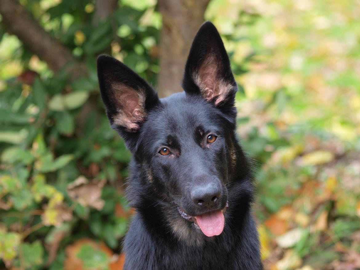 Schæferhund Rebus/Bailey billede 9