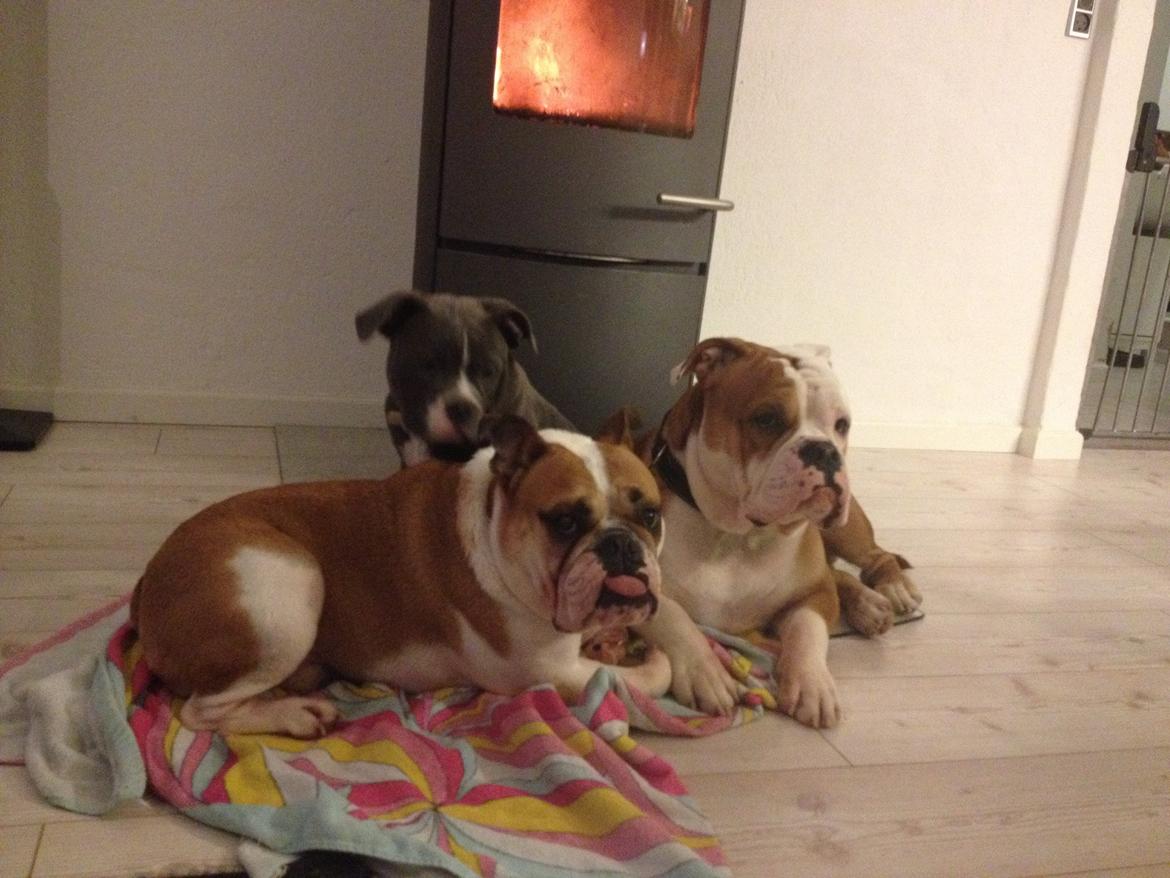 Blanding af racer William billede 35