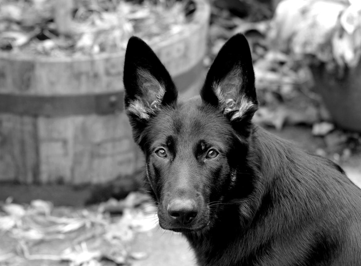 Schæferhund Rebus/Bailey billede 10