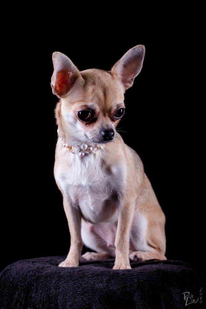 Chihuahua Frk Kvistes Brianna *Bindi* - 23/12-2013 <3 billede 16