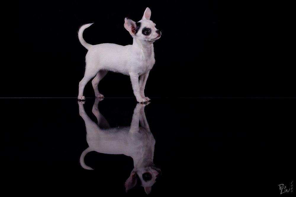 Chihuahua Miszja - 23-12-2013 - 14 uger <3 billede 25