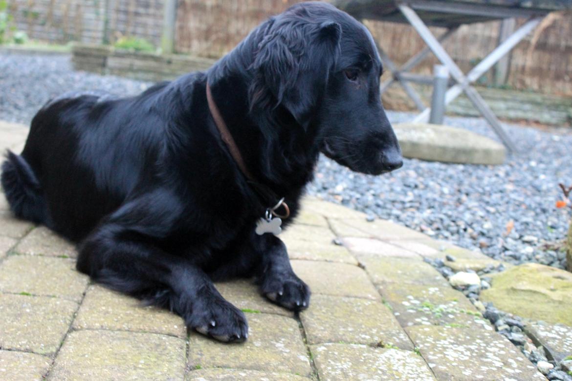 Flat coated retriever Flatterhaft Krusemynta (Chrie) billede 20