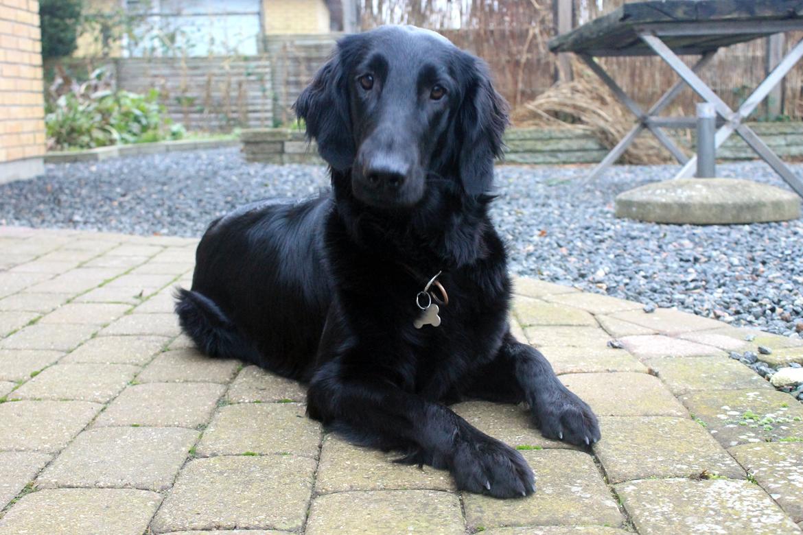 Flat coated retriever Flatterhaft Krusemynta (Chrie) billede 14