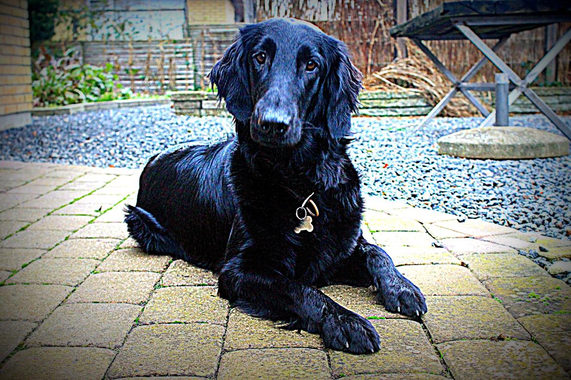 Flat coated retriever Flatterhaft Krusemynta (Chrie) billede 21