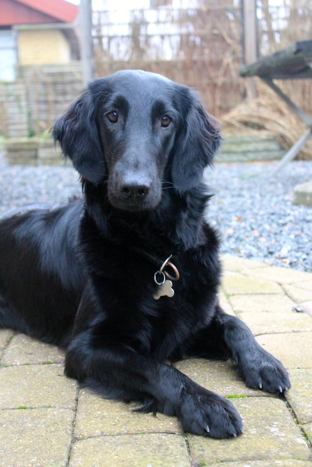 Flat coated retriever Flatterhaft Krusemynta (Chrie) billede 5