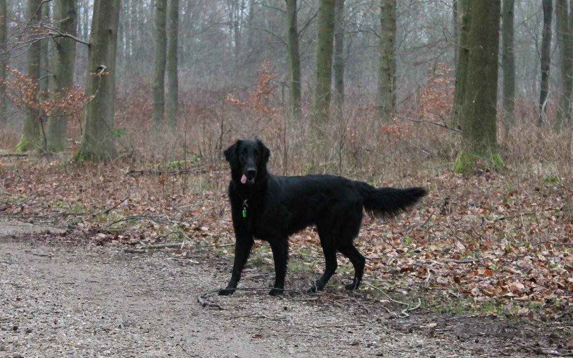 Flat coated retriever Flatterhaft Krusemynta (Chrie) billede 22