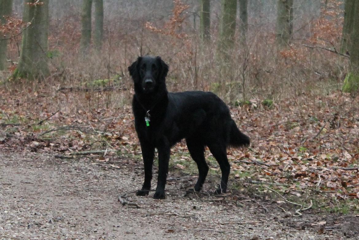 Flat coated retriever Flatterhaft Krusemynta (Chrie) billede 12