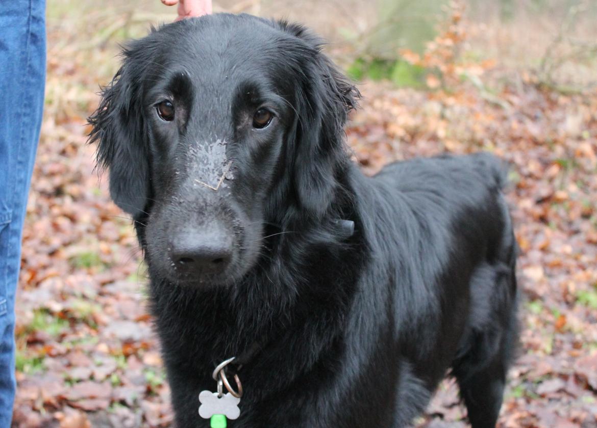 Flat coated retriever Flatterhaft Krusemynta (Chrie) billede 13