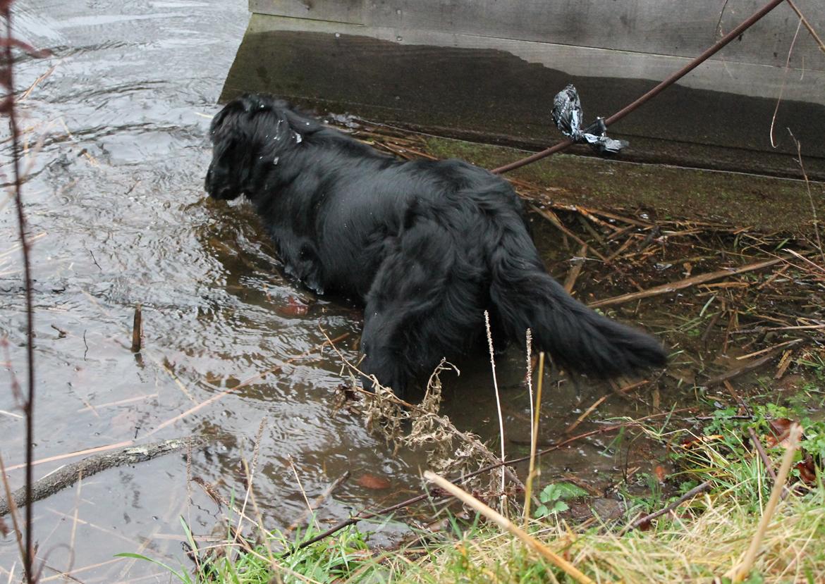 Flat coated retriever Flatterhaft Krusemynta (Chrie) billede 23