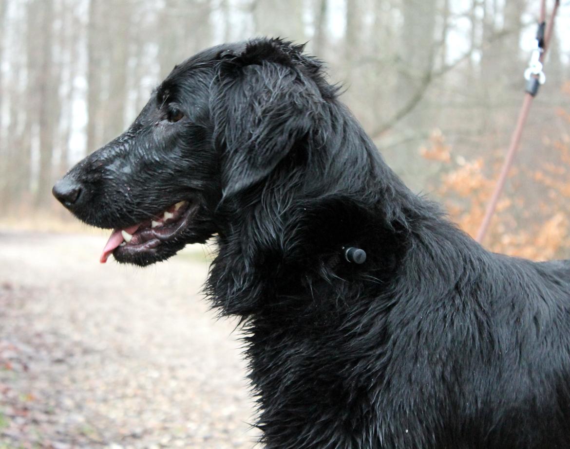 Flat coated retriever Flatterhaft Krusemynta (Chrie) billede 2