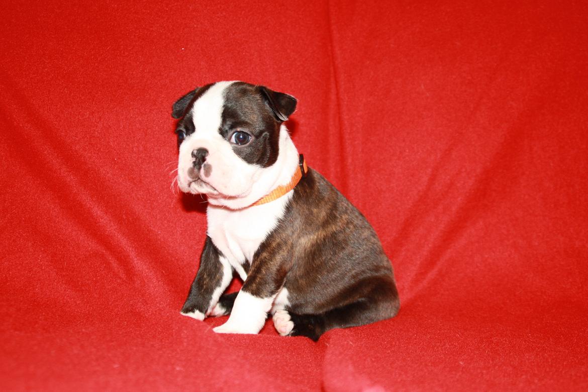Boston terrier Cassiopeia  billede 6