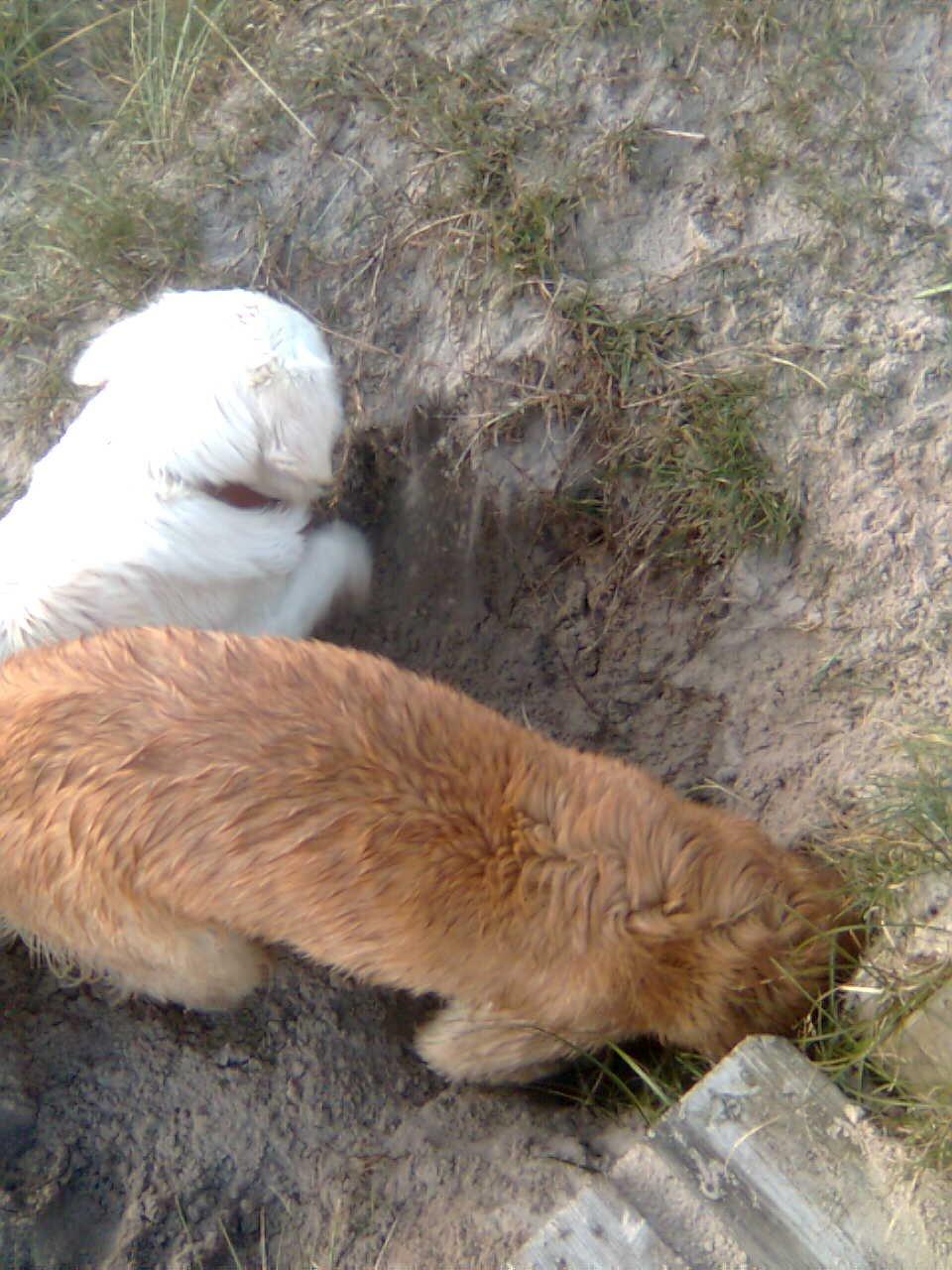 Golden retriever Bailey billede 3