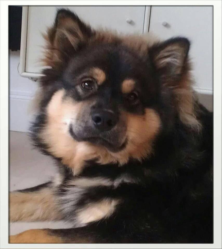 Finsk lapphund Black Tracks Votsi. billede 2