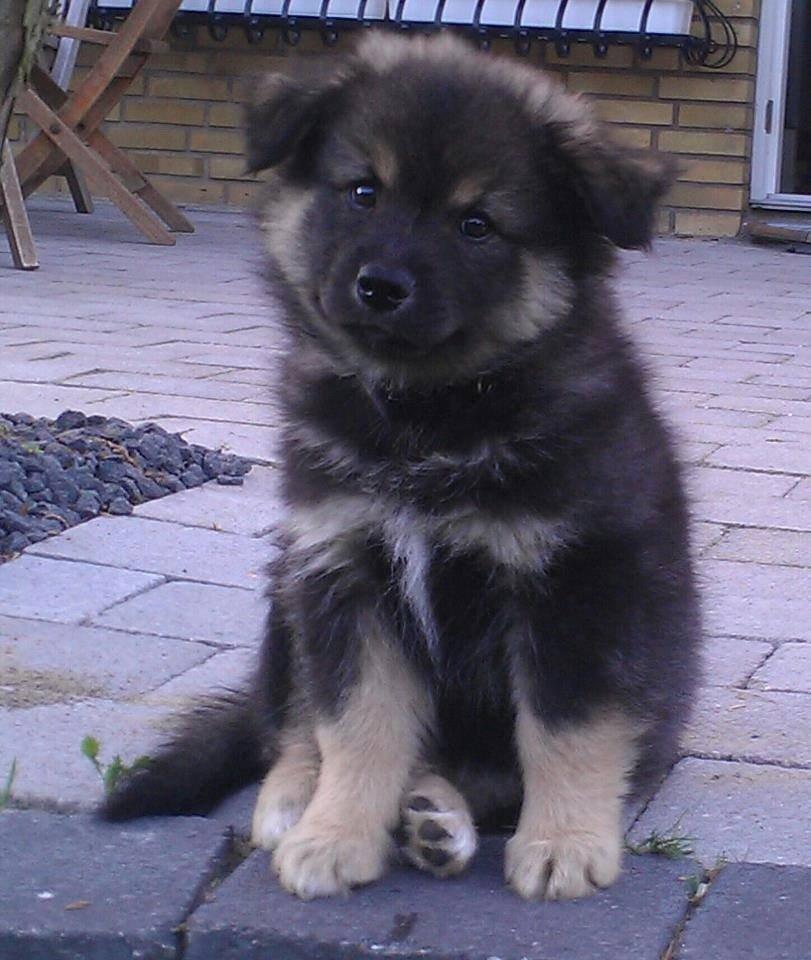 Finsk lapphund Black Tracks Votsi. billede 3