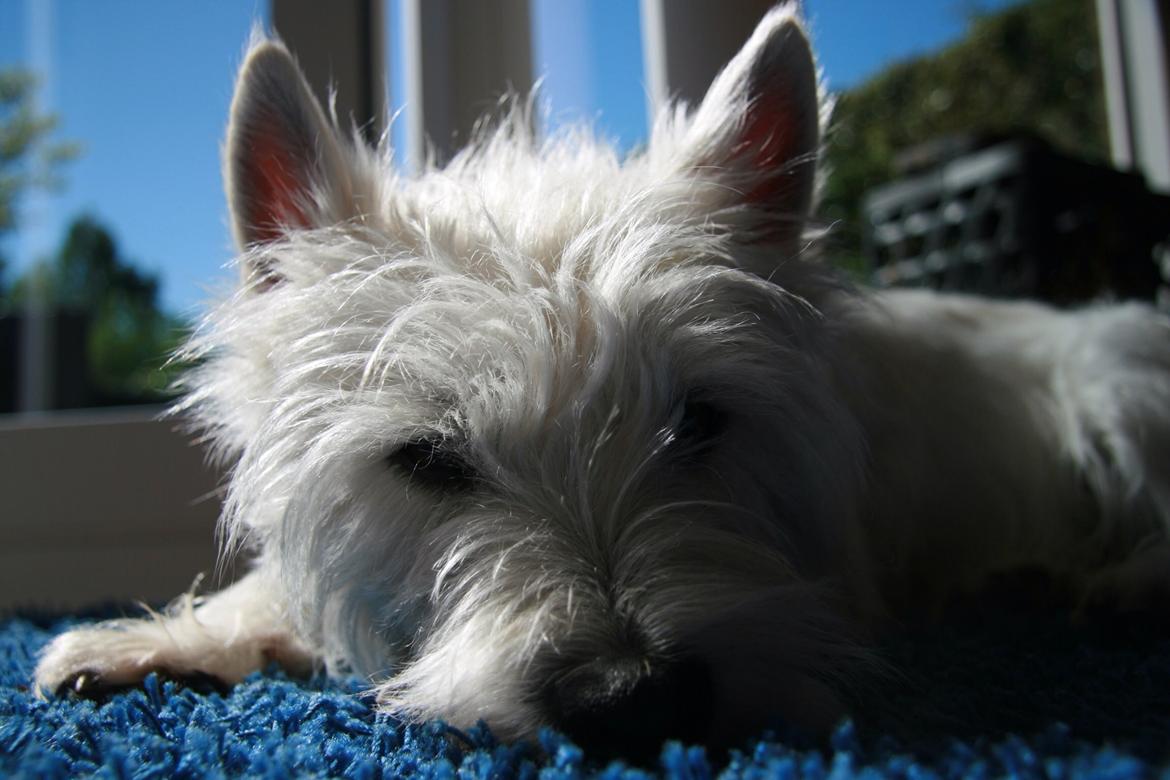 West highland white terrier Molly billede 12