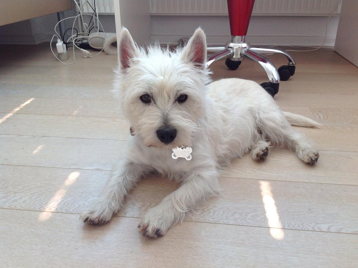 West highland white terrier Molly billede 11