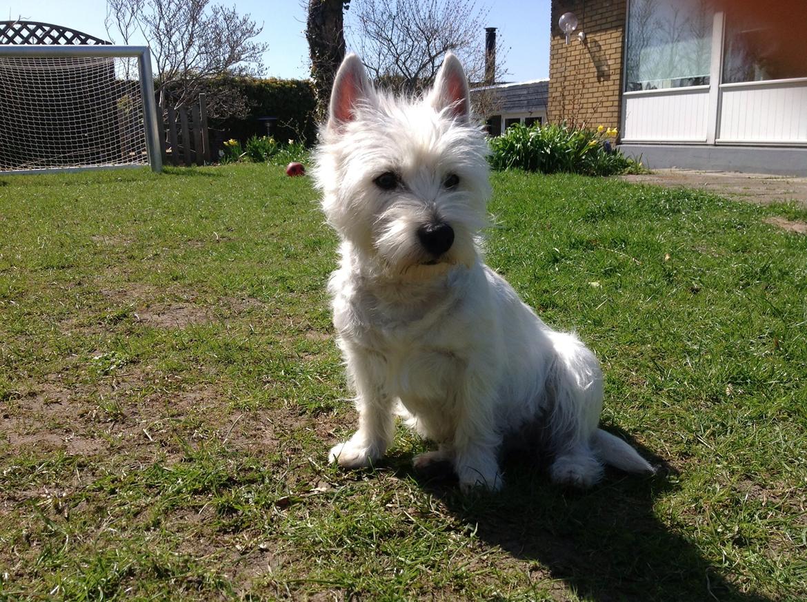 West highland white terrier Molly billede 13