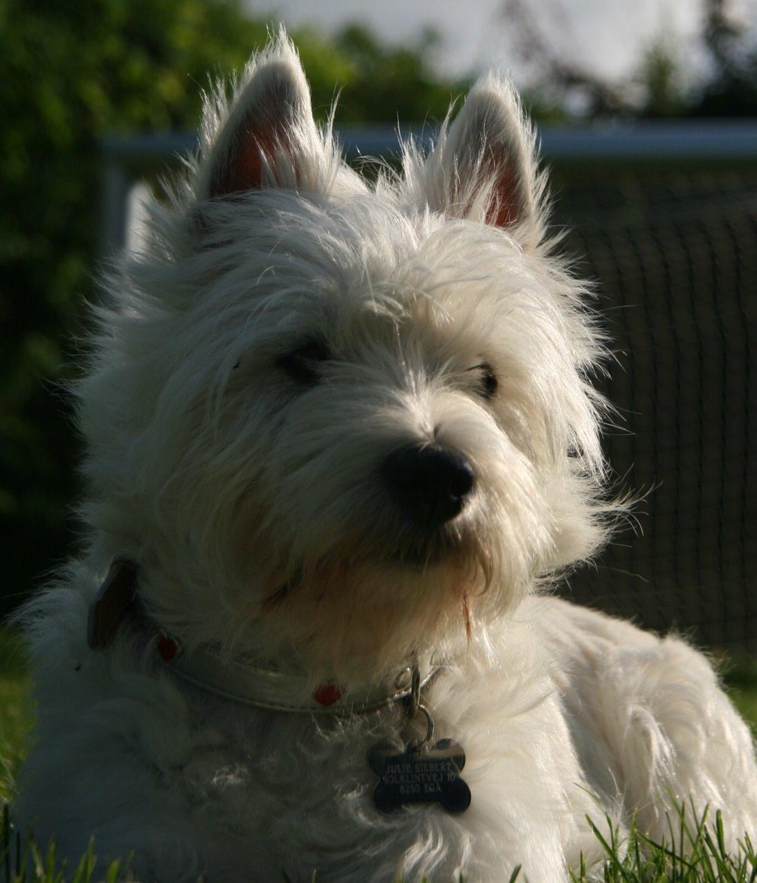 West highland white terrier Molly billede 14