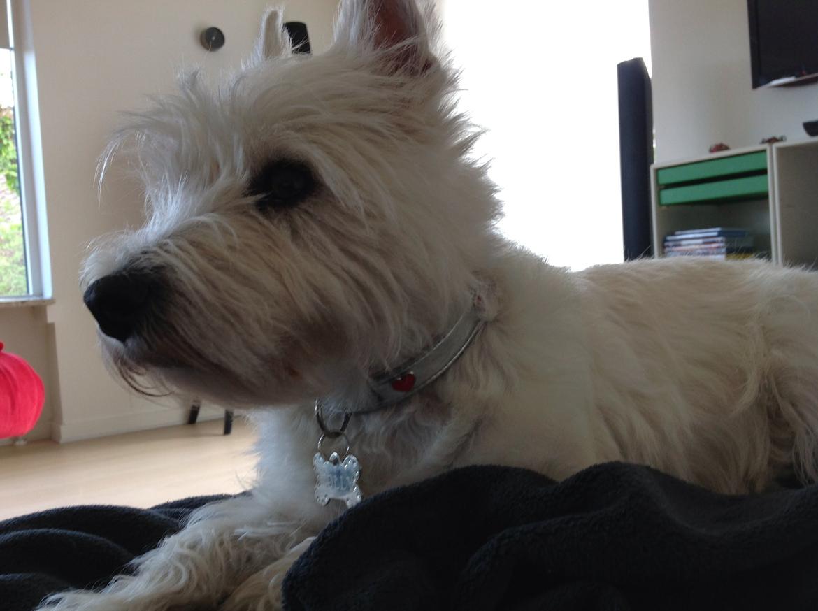 West highland white terrier Molly billede 15
