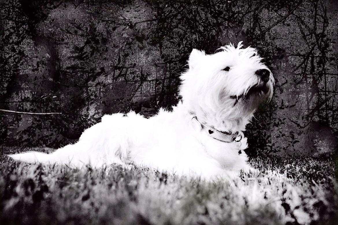 West highland white terrier Molly billede 16
