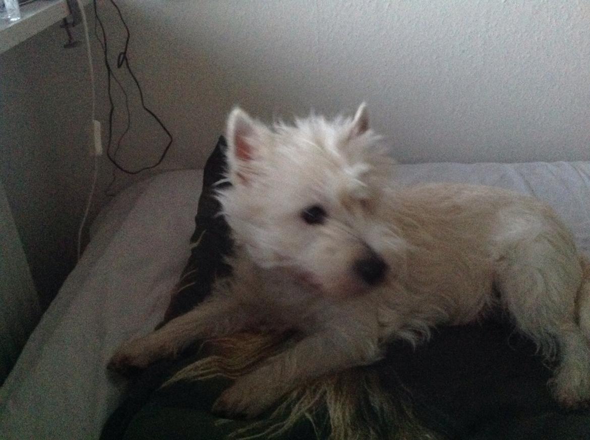 West highland white terrier Molly billede 17