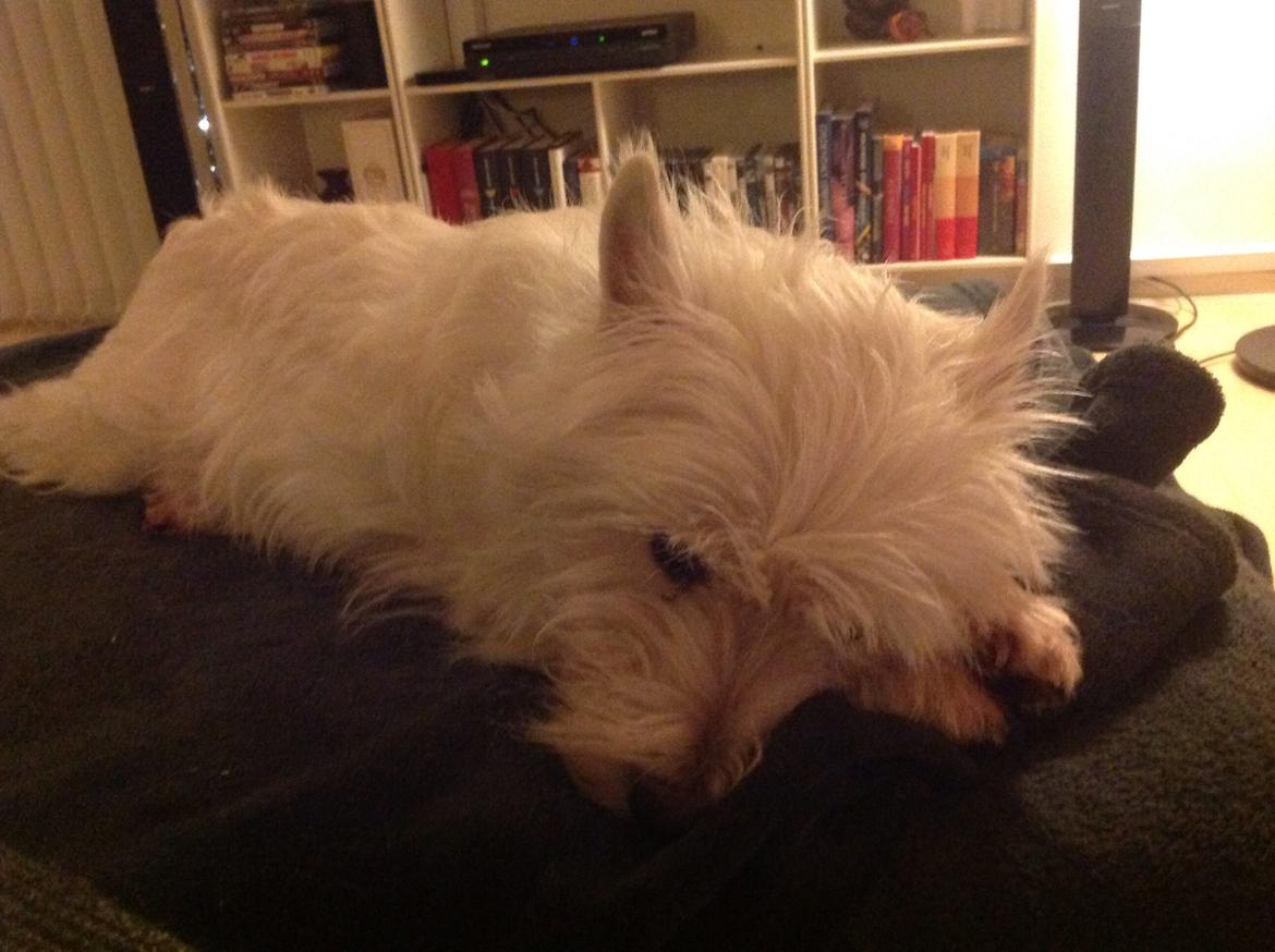 West highland white terrier Molly billede 19