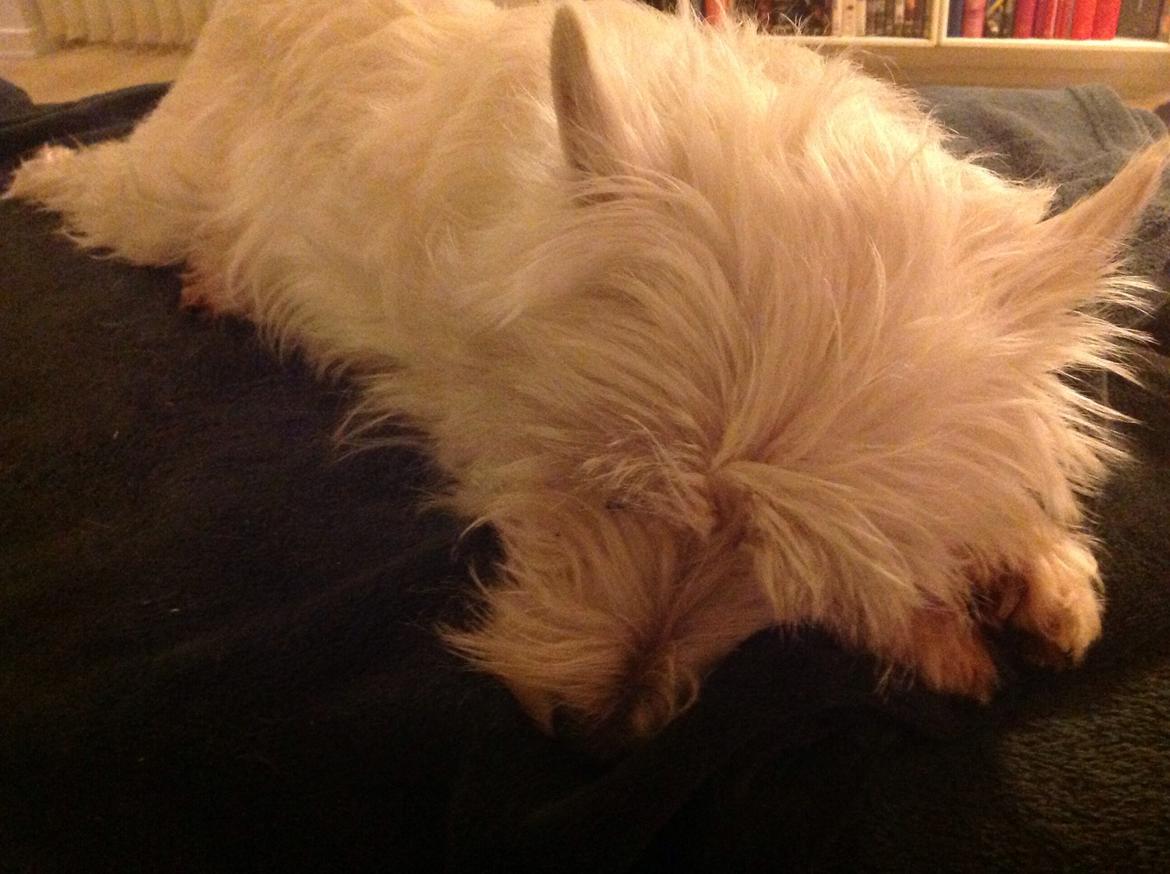 West highland white terrier Molly billede 20