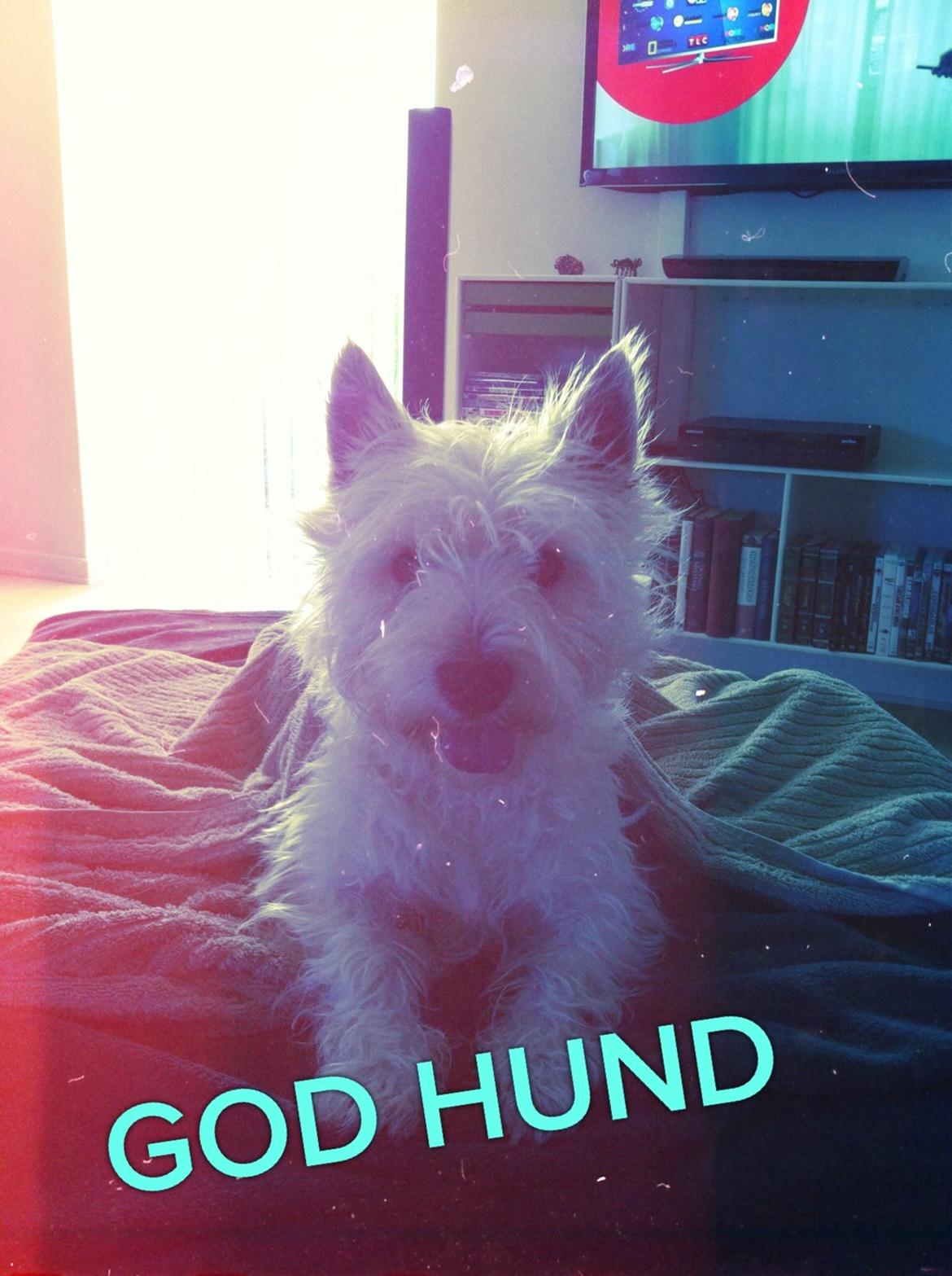 West highland white terrier Molly billede 21