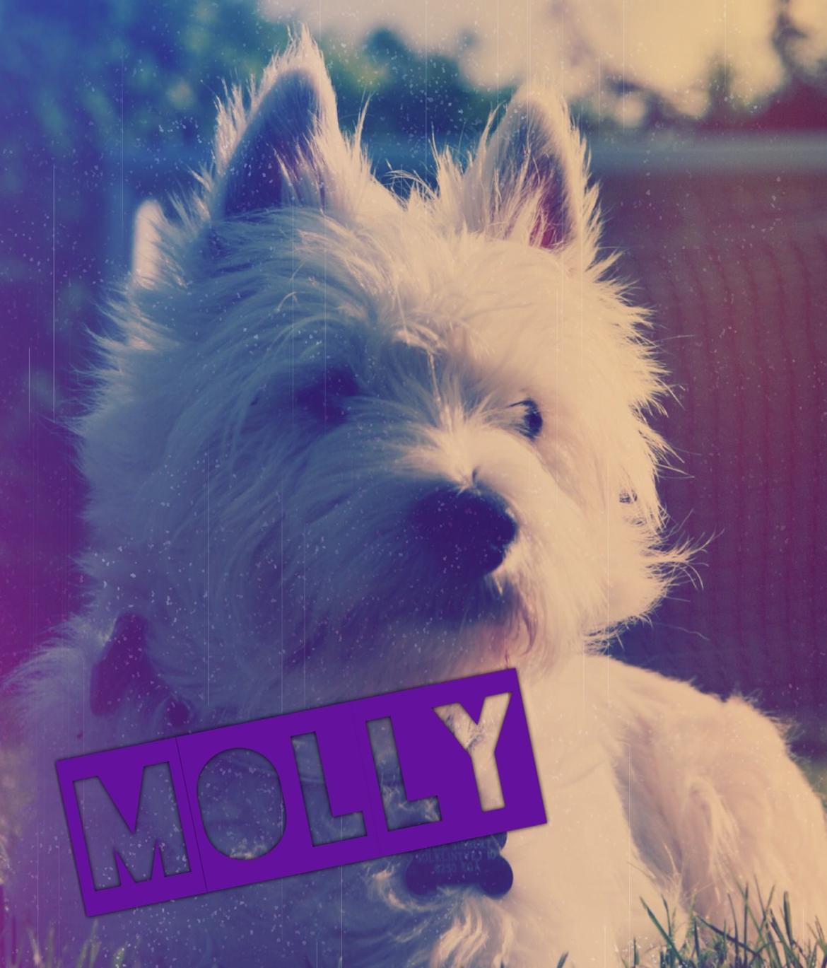 West highland white terrier Molly billede 22