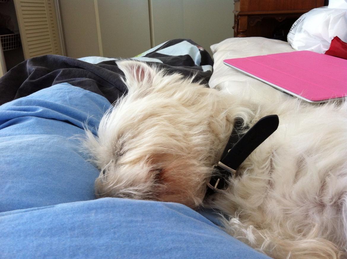 West highland white terrier Molly billede 23